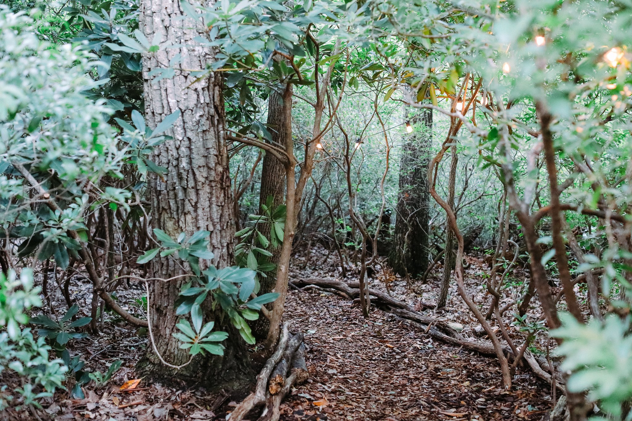 Asheville Forest Baths